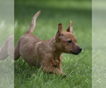 Small Chiweenie
