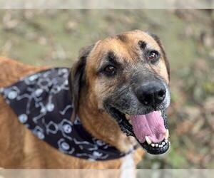 Redbone Coonhound Dogs for adoption in Charlotte, NC, USA