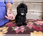 Small Photo #4 Bernedoodle (Miniature) Puppy For Sale in VERMONTVILLE, MI, USA