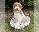 Small #1 Goldendoodle (Miniature)