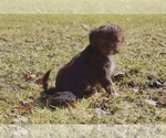 Puppy Darcie Aussiedoodle Miniature -Shih Tzu Mix