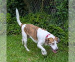 Small #6 Beagle Mix