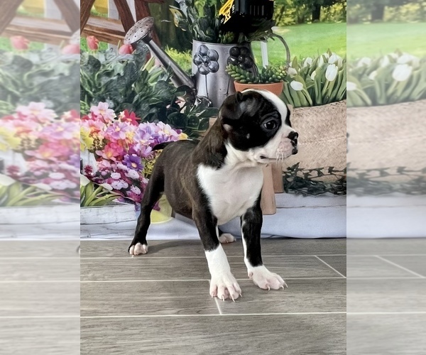 Full screen Photo #3 Boston Terrier Puppy For Sale in EWING, KY, USA