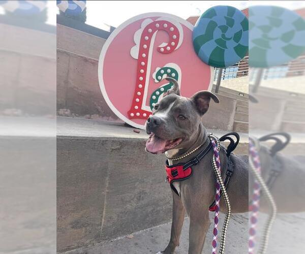Medium Photo #2 American Pit Bull Terrier Puppy For Sale in Charlotte, NC, USA