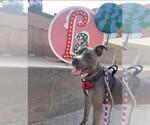 Small #1 American Pit Bull Terrier