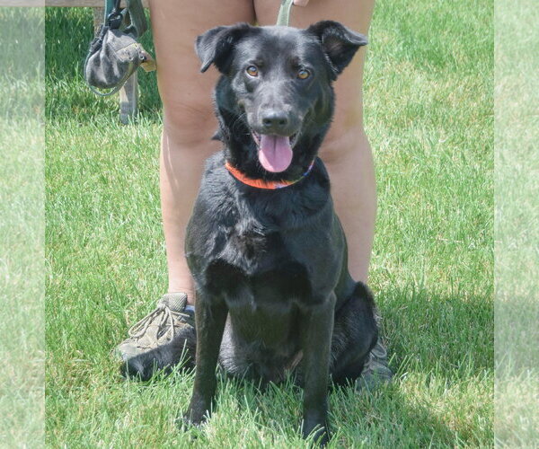 Medium Photo #4 German Shepherd Dog-Unknown Mix Puppy For Sale in Huntley, IL, USA