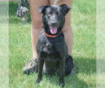 Small #3 German Shepherd Dog Mix