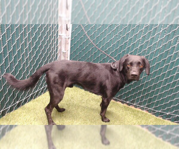 Medium Photo #1 Labrador Retriever Puppy For Sale in Downey, CA, USA