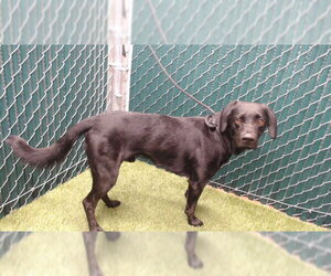 Labrador Retriever Dogs for adoption in Downey, CA, USA