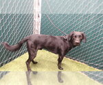 MAURY - Male Labrador Retriever Dog for Adoption - Small photo