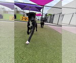 Small Photo #3 Jack Russell Terrier-Labrador Retriever Mix Puppy For Sale in Princeton, MN, USA