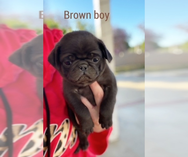 Medium Photo #5 Pug Puppy For Sale in CORONA, CA, USA