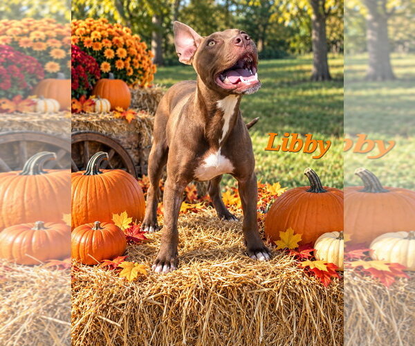 Medium Photo #1 American Pit Bull Terrier-Labrador Retriever Mix Puppy For Sale in Southbury, CT, USA