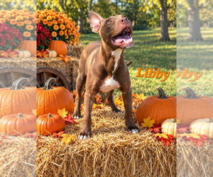 American Pit Bull Terrier-Labrador Retriever Mix Dogs for adoption in Southbury, CT, USA