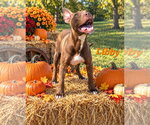 Libby - Female American Pit Bull Terrier-Labrador Retriever Mix Dog for Adoption - Small photo