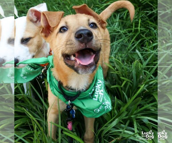 Medium Photo #6 Mutt Puppy For Sale in Washington, DC, USA