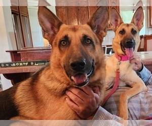 Mother of the German Shepherd Dog puppies born on 07/17/2026