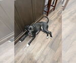 Small #3 Mutt