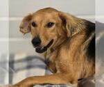 Small #4 Golden Retriever Mix
