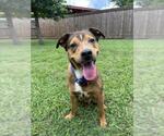 Small #1 American Pit Bull Terrier Mix