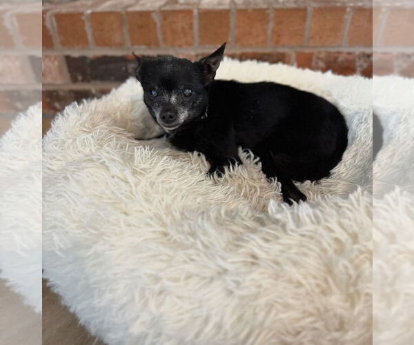Medium Photo #6 Chipin Puppy For Sale in Euless, TX, USA