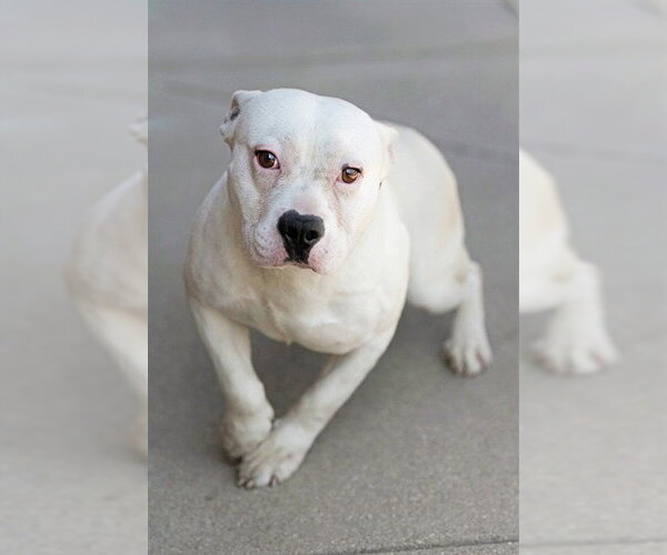 Medium Photo #1 Staffordshire Bull Terrier-Unknown Mix Puppy For Sale in Belleville, IL, USA