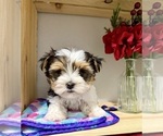 Small #3 Morkie