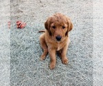 Small Photo #9 Golden Retriever Puppy For Sale in BEDFORD, TX, USA