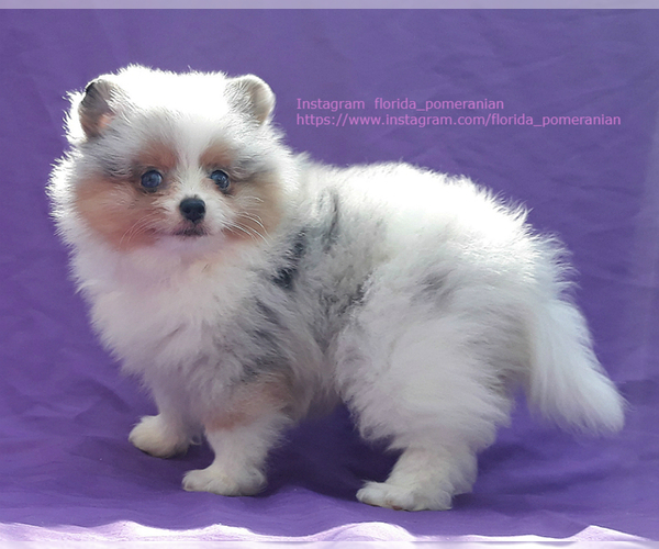 Medium Photo #3 Pomeranian Puppy For Sale in WEST PALM BEACH, FL, USA