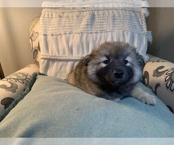 Medium Photo #6 Pomsky Puppy For Sale in OAK HARBOR, WA, USA