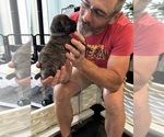 Small #9 Cane Corso