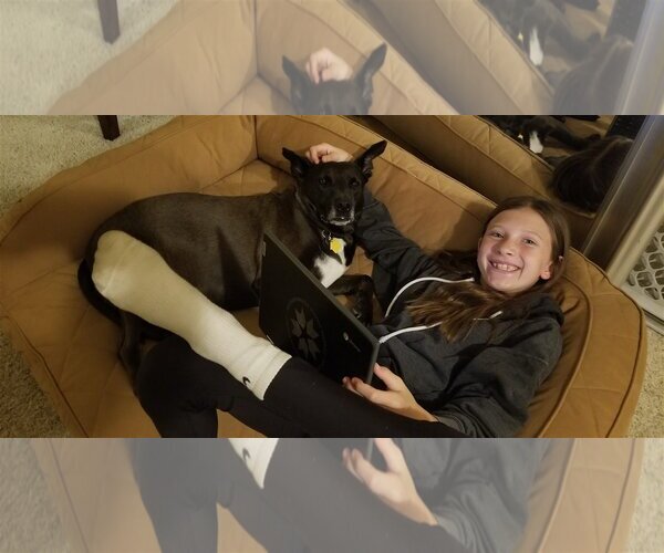 Medium Photo #3 American Pit Bull Terrier-Labrador Retriever Mix Puppy For Sale in  Ramona, CA, USA