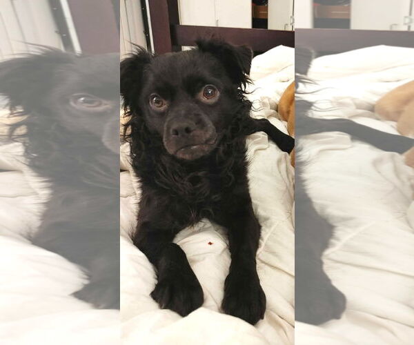 Medium Photo #3 Colonial Cocker Spaniel-Unknown Mix Puppy For Sale in Bellevue, WA, USA