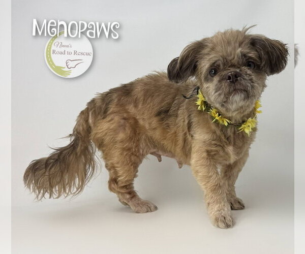 Medium Photo #2 Shih Tzu Puppy For Sale in Benton, LA, USA