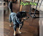 Small #13 Dachshund Mix