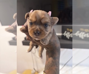 Morkie Puppy for sale in ATLANTA, GA, USA