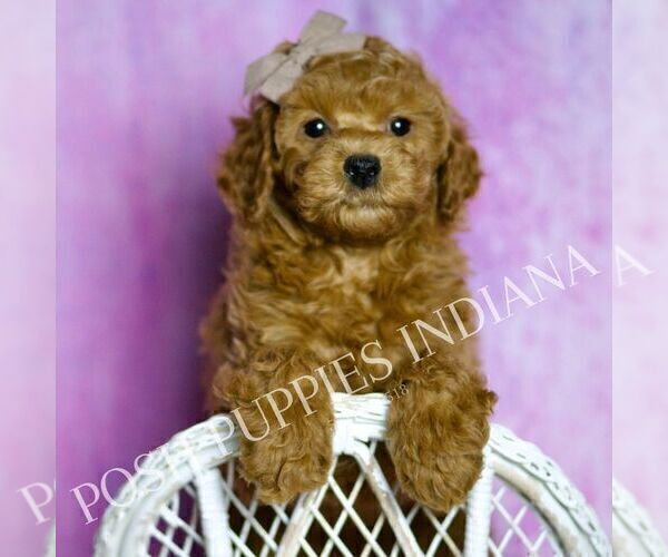 Medium Photo #11 Poodle (Toy) Puppy For Sale in WARSAW, IN, USA