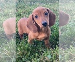 Small #3 Dachshund