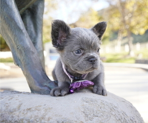 Medium French Bulldog