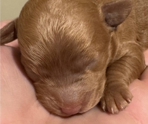 Medium Photo #3 Cocker Spaniel-Poodle (Miniature) Mix Puppy For Sale in PAINTSVILLE, KY, USA