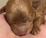 Puppy Puppy 2 Cocker Spaniel-Poodle (Miniature) Mix
