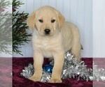 Small Photo #1 Golden Labrador Puppy For Sale in FREDERICKSBURG, OH, USA