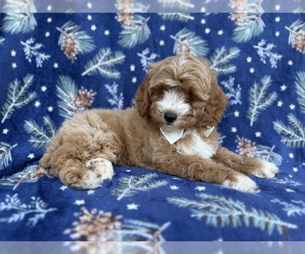 Medium Photo #2 Cock-A-Poo Puppy For Sale in LAKELAND, FL, USA