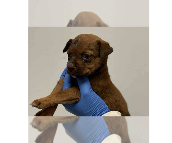Medium Photo #4 Mutt Puppy For Sale in New York, NY, USA