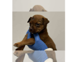 Small #3 Mutt