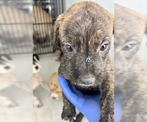 Labrador Retriever-Unknown Mix Dogs for adoption in Houston, TX, USA