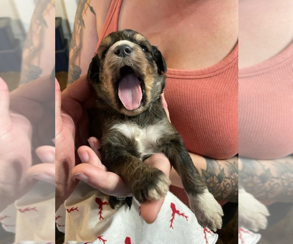 Medium Photo #2 Aussiedoodle Puppy For Sale in LEXINGTON, GA, USA