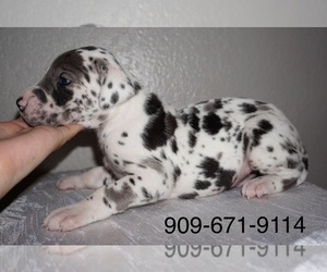 Great Dane Puppy for sale in POMONA, CA, USA