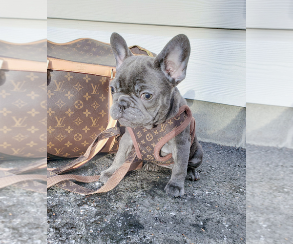 Medium Photo #8 French Bulldog Puppy For Sale in ARLINGTON, WA, USA