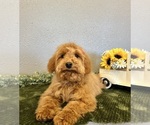 Small Photo #6 Mini Whoodle (Wheaten Terrier/Miniature Poodle) Puppy For Sale in DOSS, MO, USA
